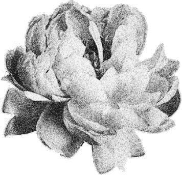CTF Flower